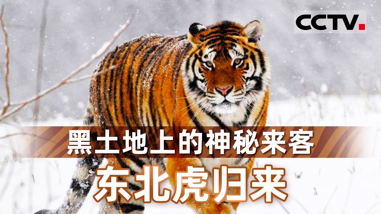 黑土地上的神秘来客：东北虎归来 不止凶猛那么简单！《黑土地遇虎记》【CCTV纪录】