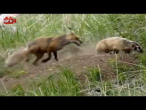 Kumpulan Perkelahian Binatang Buas  Terbaik Part 2 Video Pertarungan Hewan 03 YouTube