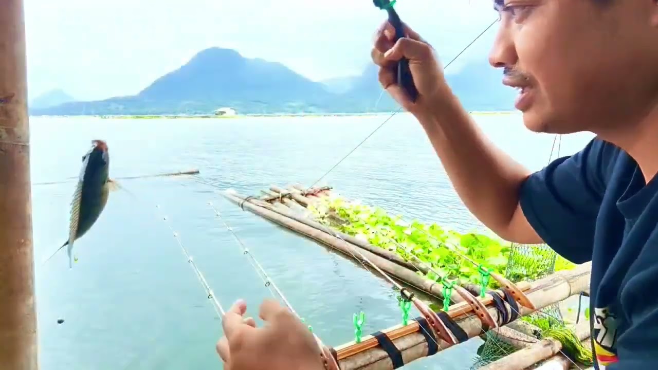 Spot ikan babon semua