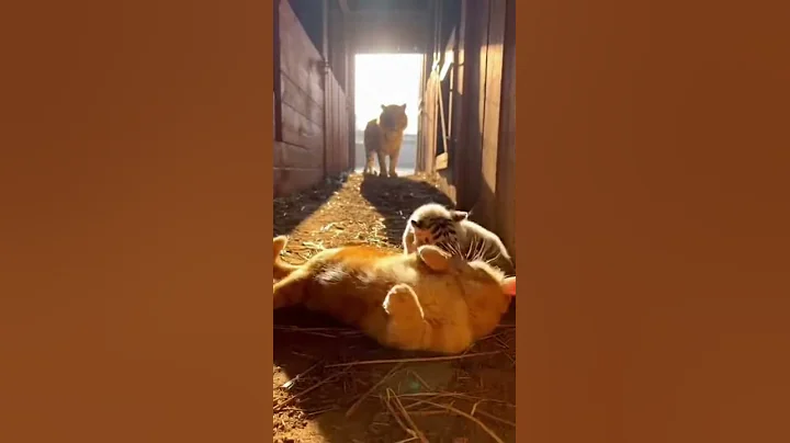 Video 11856991: white british shorthair cat, cat british shorthair playing, cats tigers wildlife, cat vs tiger