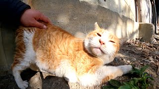 ブロック塀の上にいた茶シロ猫をモフったら高い鳴き声で喜んでくれた