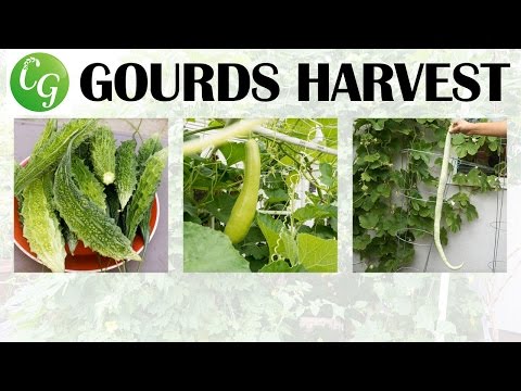 Video: Snake Gourd Info - Cómo cultivar calabazas serpiente