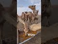 هذه هي أجمل الإبل على وجه الأرض الابل اجمل اجمل موسيقى Camels Facts اكسبلور 