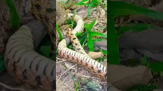 🐍🥒🌿 snake #개미의 행동#뱀이 개미집으로 기어들어갔다#자연생존#자연생존 #animals