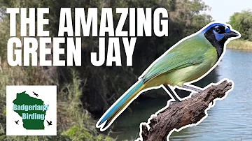 Feathered Jewels: The Enchanting World of Green Jays