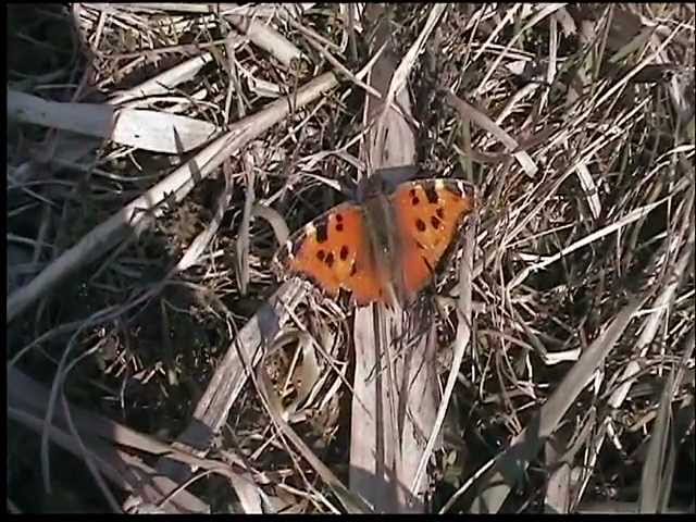 Бабочка Многоцветница черно-рыжая (Nymphalis xanthomelas) греется на солнышке.