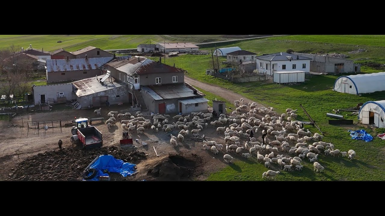 KUZUSUNA KOŞAN KOYUNLAR