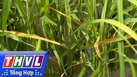 THVL | Vĩnh Long tập trung ngăn chặn  bệnh vàng lùn, lùn xoắn lá lúa tái bùng phát