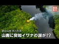 山奥に突如出現した、イワナの湖を目指せ!【朝日山地/赤川水系】Beautiful mountain stream fishing in Japan!