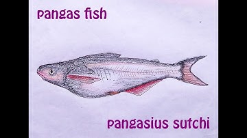 pangas fish | পাঙ্গাস মাছ | original audio tutorials #satisfying #creativeart #drawingforbeginners