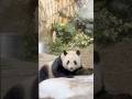 DeDe: honey potting you guys a bit before going to sleep🐼🤗 #panda #shorts #cute #sweet #animals