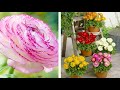How to Plant Ranunculus: Summer Garden Guide
