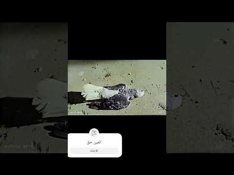 عين وقناص سنايبر