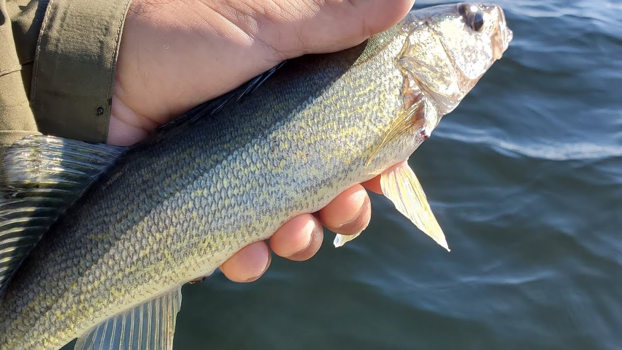 Oneida Lake Fishing Report Saturday 070922 JETSKI FISHING WALLEYE