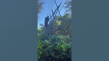 Thumbnail of We are making a bamboo greenhouse