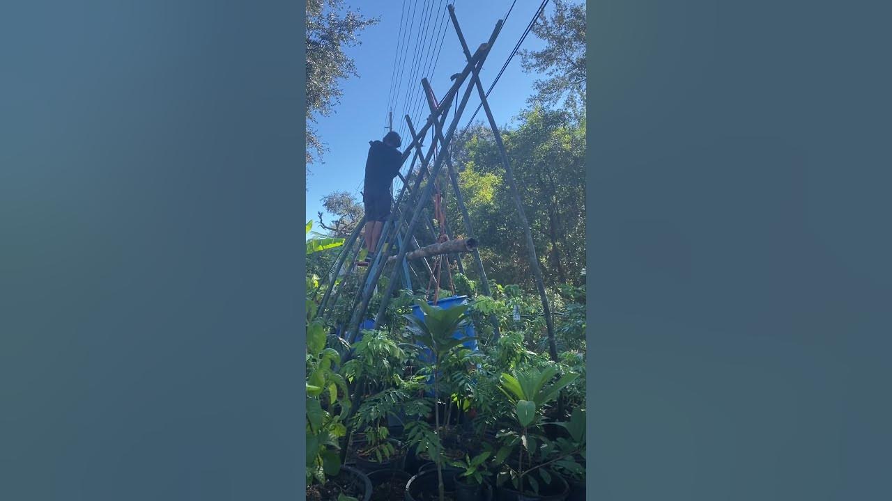 We are making a bamboo greenhouse