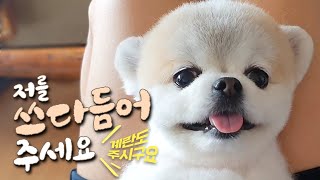 [몽이 일상] 쓰다듬어라고 명령하는 강아지