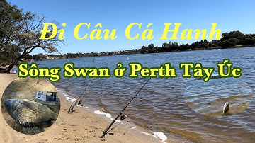 Đi Câu Cá Hanh Ở Perth Úc