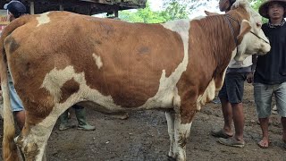 14.500🔥HAMIL TUA 8 BULAN HARGA MURAH | Pasar Sapi Jatirogo