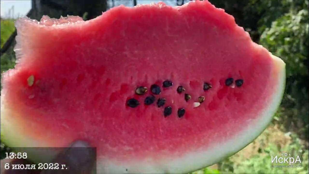 Арбуз Кримсон Руби HD 720p - YouTube