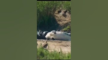 OMG 😱 komodo dragon vs crocodile 🐊#shorts