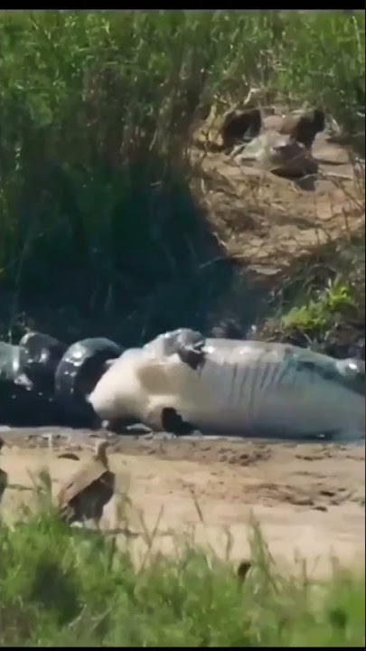 OMG 😱 komodo dragon vs crocodile 🐊#shorts