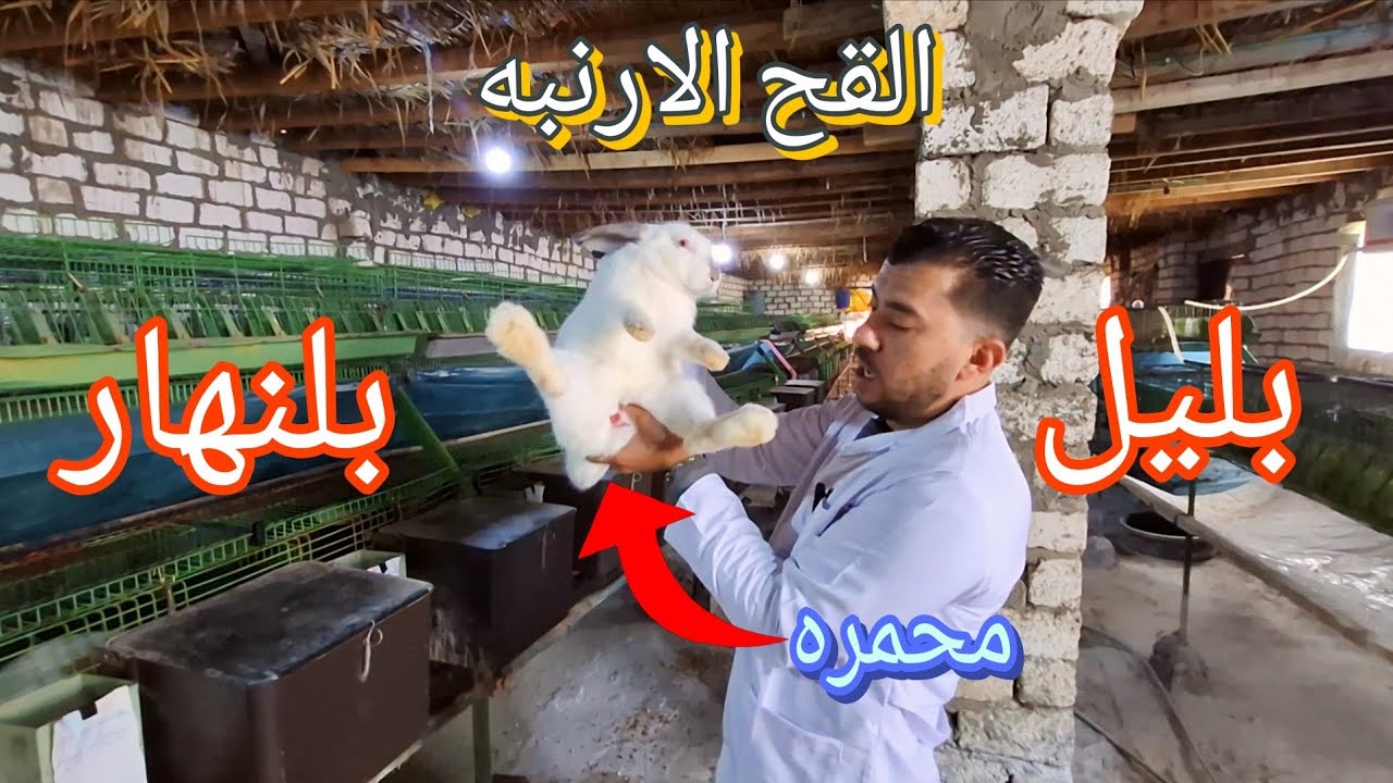 أساسيات التلقيح السليم في مزرعة الأرانب 🐰 