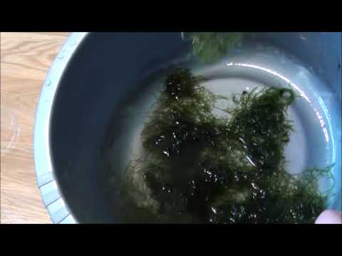 Wideo: Sadzenie akwarium z mchem jawajski