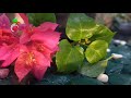#CinematicNature #Alam