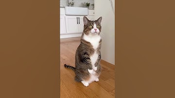 cat behavior compilation #funnyvideo #cat #ai #catlovers #catshorts #catvideos #cats