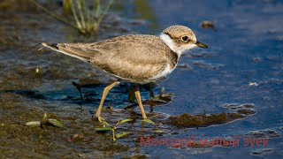 Малые зуйки на кормежке. Charadrius dubius. Птицы Беларуси.