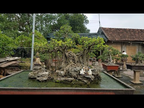 Video SH.1065.Những cây Sanh quê ôm đá dáng làng ấn tượng... - youtube
