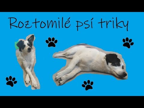 Video: Kouzelník Předvádí Kouzelné Triky Pro Psy V útulku, Aby Zvýšil Adopce