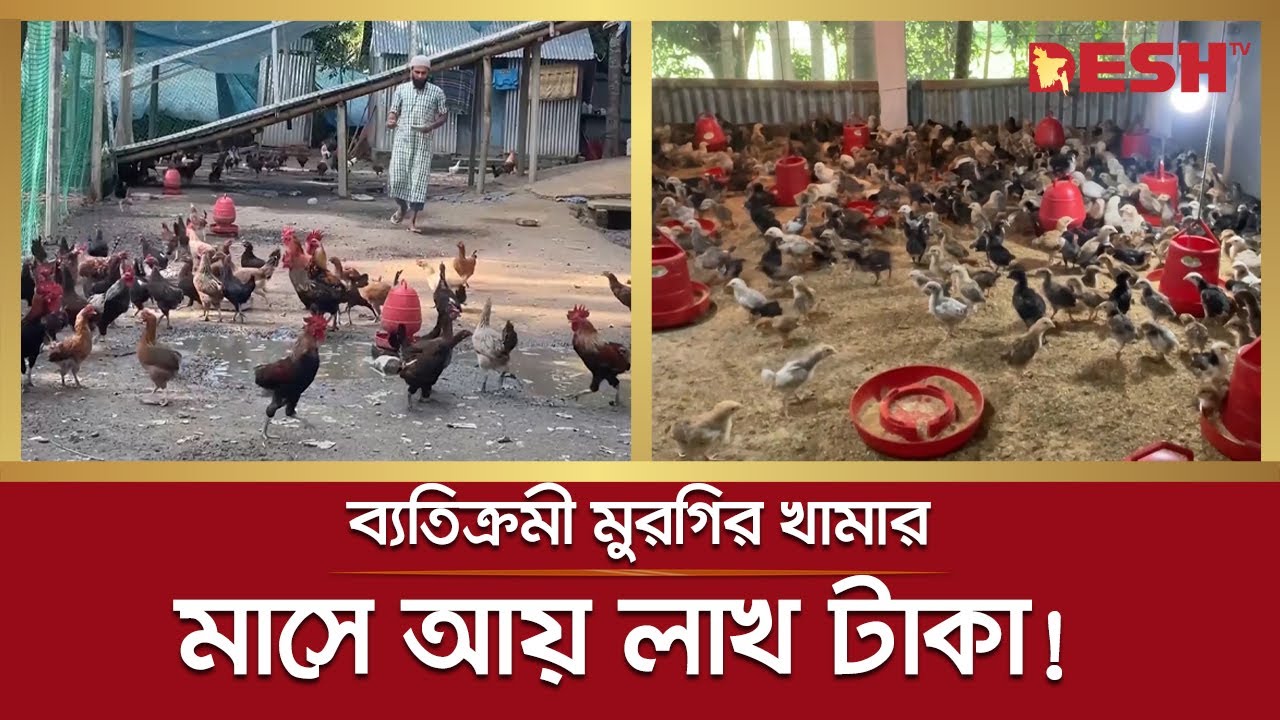 চাকরি ছেড়ে দেশি মুরগির খামার, মাসে আয় লাখ টাকা! | Chicken Farming | Narsingdi | Desh TV