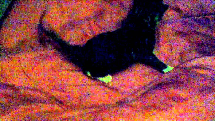 New born clueless kitten going in circles