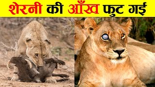 शिकार के चक्कर में आँख फुट गई | TOUGHEST LIFE OF ANIMALS IN JUNGLE