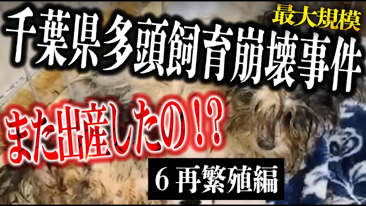 【再繁殖編】約220頭の多頭飼育崩壊事件の裏側…残した犬達が再び出産しまた繁殖しだしている！？