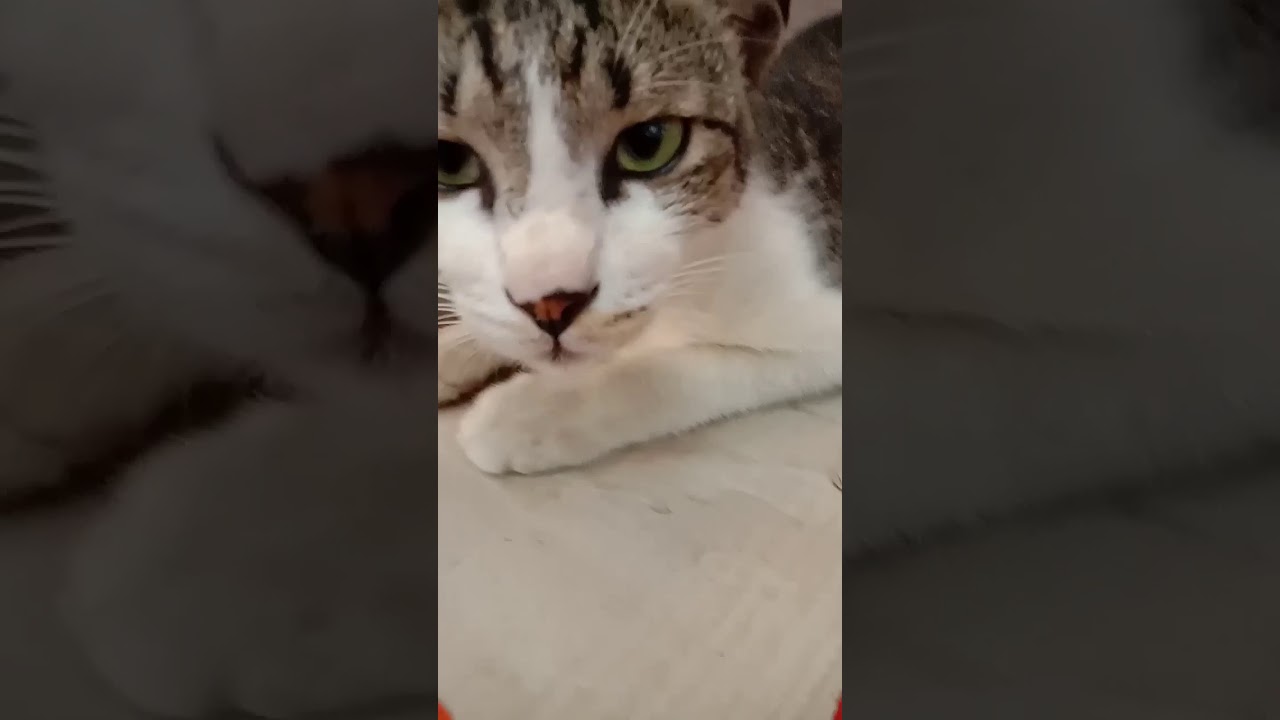  Kucing  males gerak  YouTube
