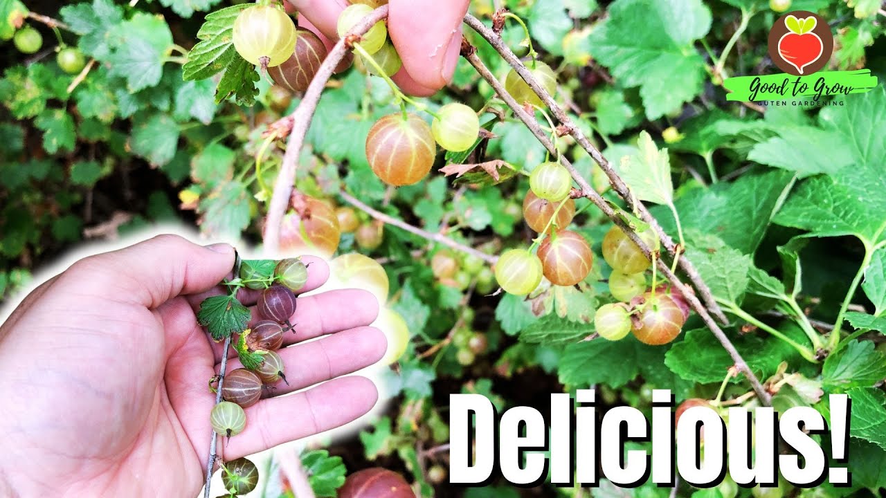 This EASY-TO-GROW Berry Should be NEXT on Your List!