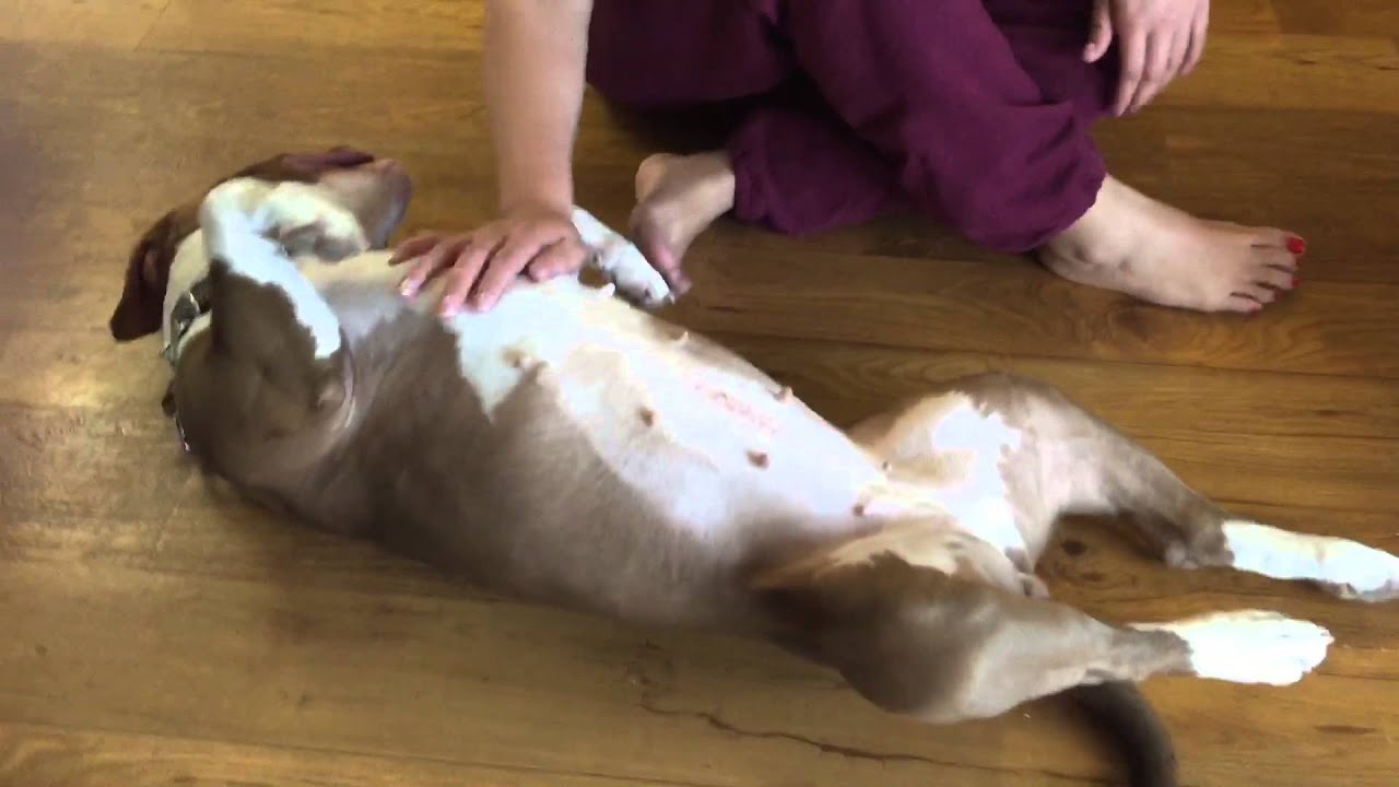 Sweet BD/Pibble/Boxer Mix Penelope is looking for her forever home ...