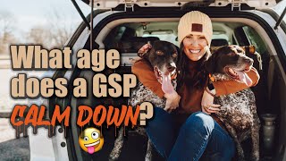 What age does a German Shorthaired Pointer calm down? by Tammy Bashore 7,790 views 1 year ago 7 minutes, 11 seconds