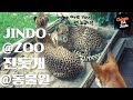 Jindo dog goes to the zoo in  germany watch his reactions to other animals chinguthejindo