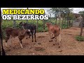 MEDICANDO OS BEZERROS