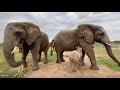 Khanyisa meets Bubi and Zindoga of the Jabulani Herd