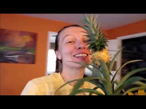 McJuggerNuggets Sings SpongeBob Theme Song