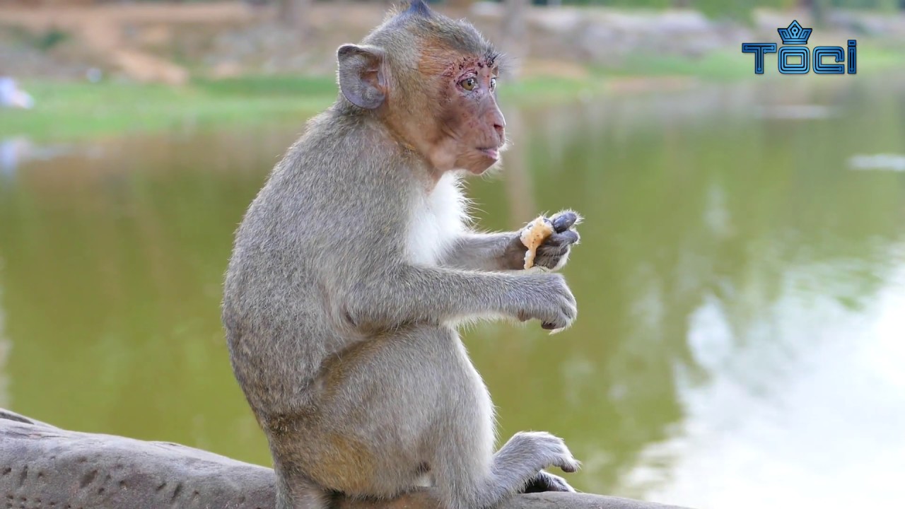 Poor Orphan Jessie Look so lonely and Scary even she eating she keep looking out - Tonći 124