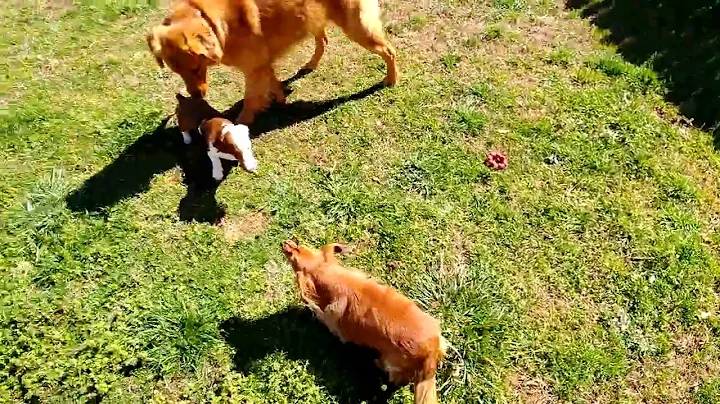 The Dogs Make a New Friend