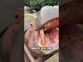 He Tried to Fool the Hippo — But Watch What Happened Next! 🍇🦛 #shorts
