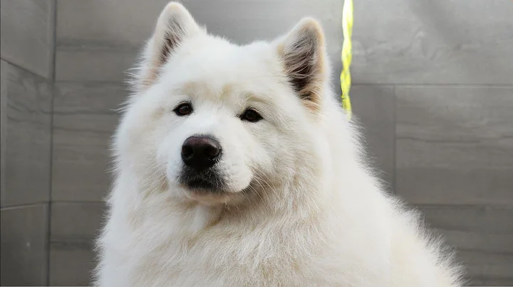 I didn't know my dog was WHITE! | Samoyed Dog - DayDayNews