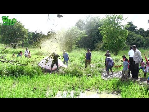 Video: Kaip žudomi skrodimui skirti gyvūnai?